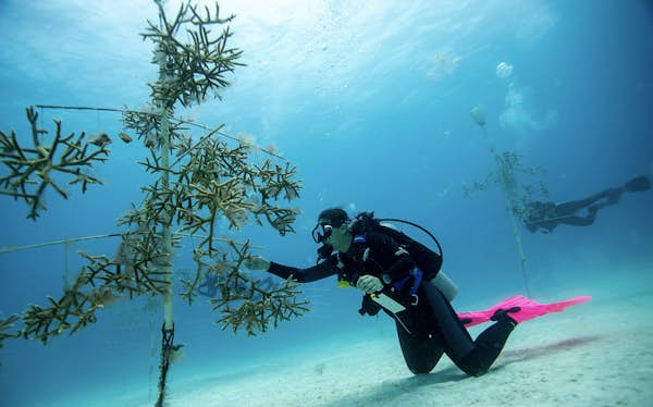 5 hotels working to restore coral reefs around the world