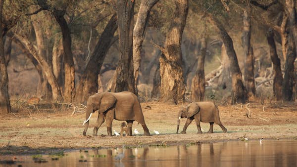 All you need to know about African elephants – and where to spot them in the wild
