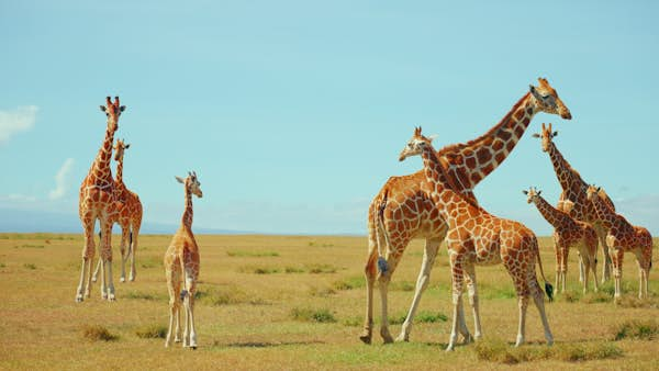 Copy My Trip: Galloping with giraffes on safari in Kenya