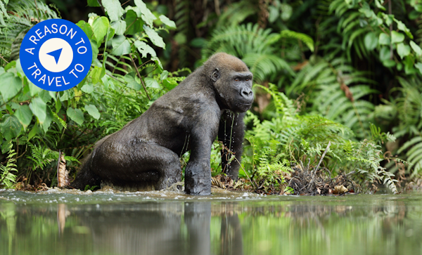 Gabon aims to become Africa’s off-the-beaten-path safari destination in 2023