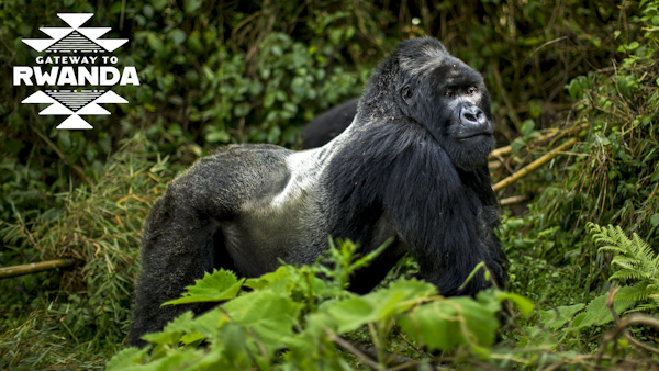 Gorillas and more on Rwanda’s wildlife trail