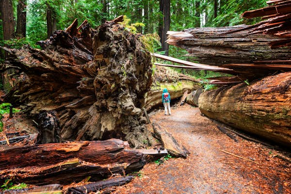 Roaming among the redwoods in California’s Humboldt County