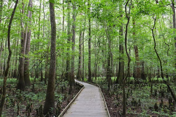 Swamps, forests and steeples await on South Carolina’s 5 best hikes