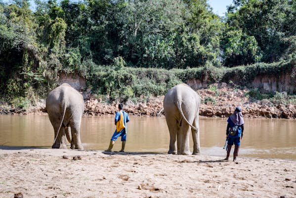 The future of ethical elephant tourism in Thailand