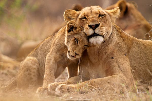 The lions of Africa: expert advice on how to see them on your next safari