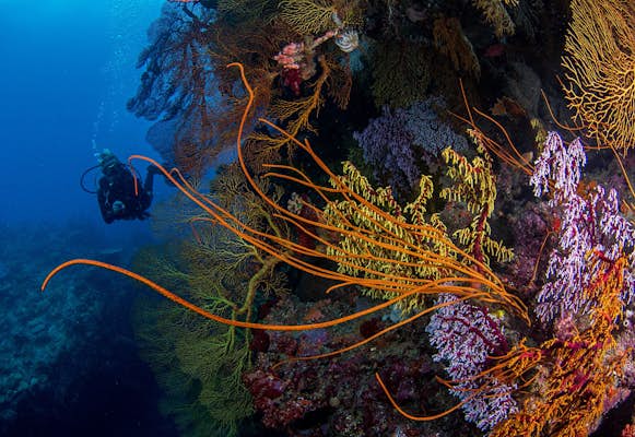 Why diving in Fiji is spectacular