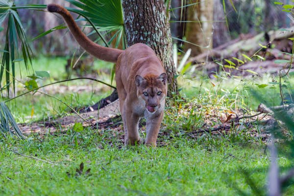 Why we love Florida’s national parks