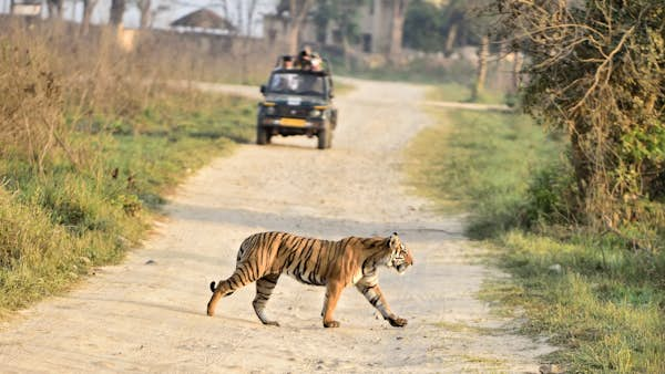 8 places to see tigers in the wild – and how to make it happen in 2024