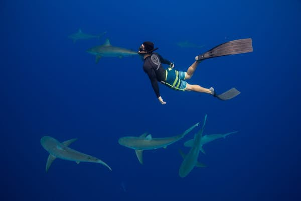 The top 7 places to dive with sharks